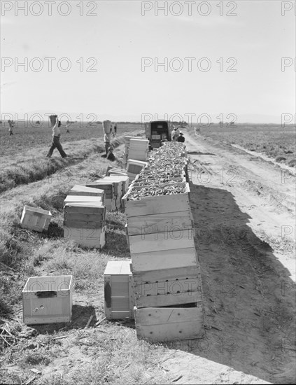 Pea harvest. Large-scale industrialized agriculture on Sinclair Ranch. Imperial Valley, California.