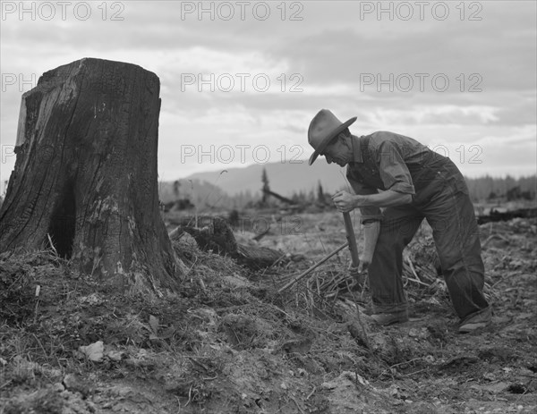 [Untitled, possibly related to: Shows stump on cut-over farm after blasting. Bonner County, Idaho].