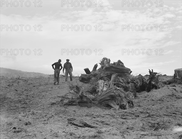 Father and son have cleared thirty acres of raw stump land in three years. Boundary County, Idaho.