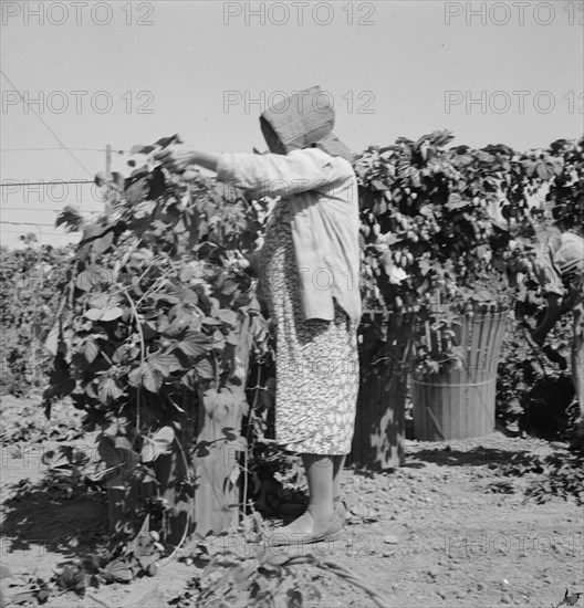 [Untitled, possibly related to: Migratory field workers in hop field. Near Independence, Oregon].