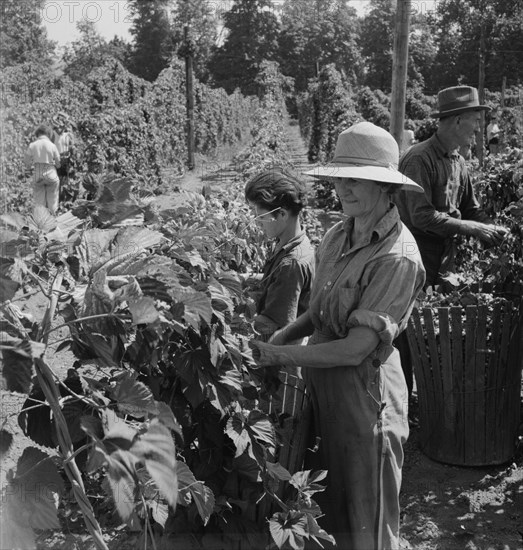 [Untitled, possibly related to: Migratory field workers in hop field. Near Independence, Oregon].