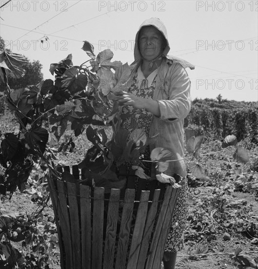 [Untitled, possibly related to: Migratory field workers in hop field. Near Independence, Oregon].