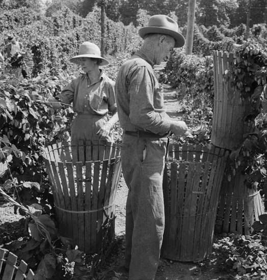 [Untitled, possibly related to: Migratory field workers in hop field. Near Independence, Oregon].