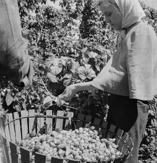 [Untitled, possibly related to: Migratory field workers in hop field. Near Independence, Oregon].