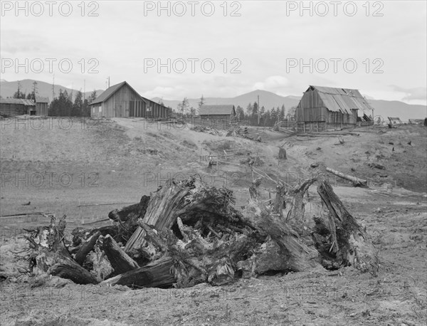Stump pile, ready to burn, house, barn, and farm buildings on Unruf farm. Boundary County, Idaho.