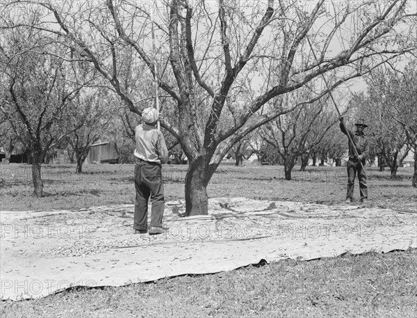 Harvesting on almond ranch, local day labor. Near Walnut Creek, Contra Costa County, California.