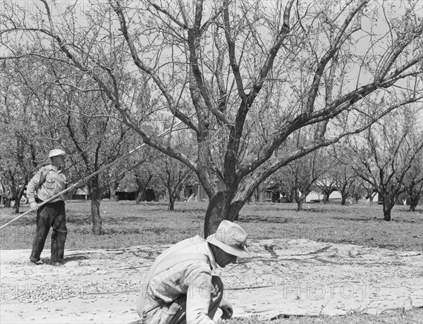 Harvesting on almond ranch, local day labor. Near Walnut Creek, Contra Costa County, California.