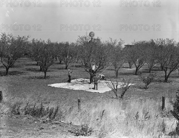 Harvesting on almond ranch, local day labor. Near Walnut Creek, Contra Costa County, California.