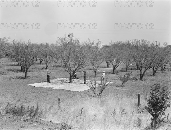 Harvesting on almond ranch, local day labor. Near Walnut Creek, Contra Costa County, California.