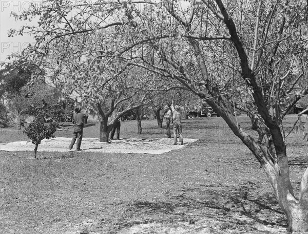 Harvesting on almond ranch, local day labor. Near Walnut Creek, Contra Costa County, California.