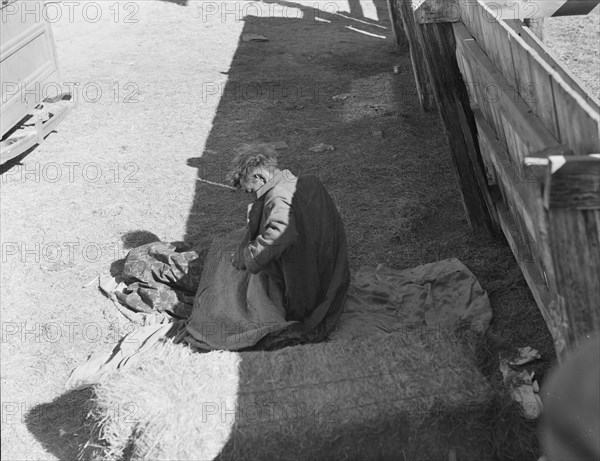 Hobo wakes up early in the morning from his bed alongside a corral. Imperial Valley, California.