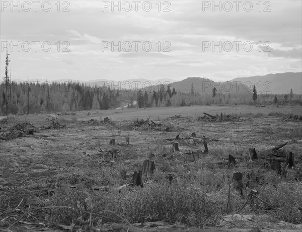 Part of eighty-acre farm showing cleared pasture land and uncleared piece. Bonner County, Idaho.