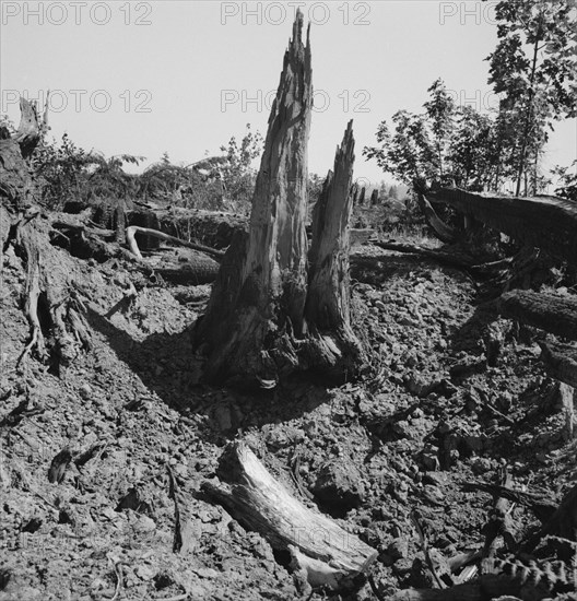 Western Washington, Lewis County, near Vader. Stumps on Nieman farm where bulldozer is working.