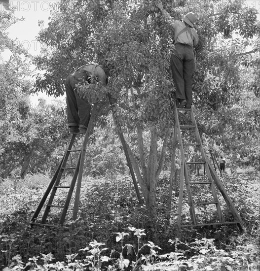 Picking pears. Pleasant Hill Orchard. Washington, Yakima Valley. See general caption number 34.