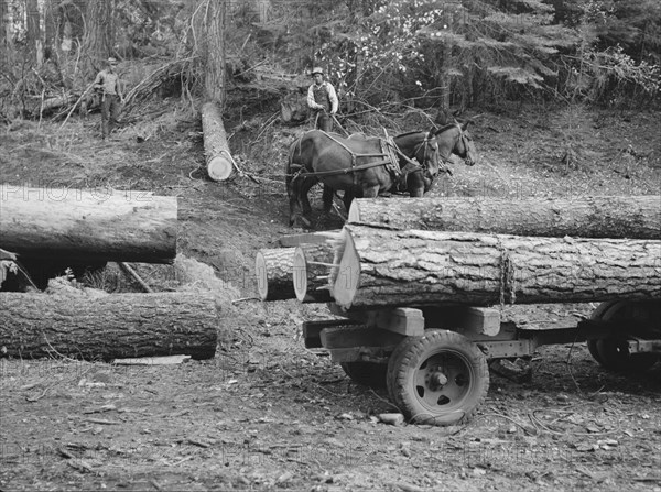 Members of Ola self-help sawmill co-op snaking a fir log down to the truck. Gem County, Idaho.