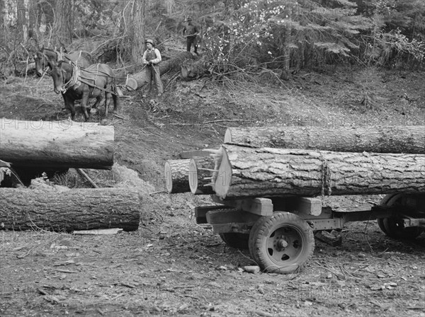 Members of Ola self-help sawmill co-op snaking a fir log down to the truck. Gem County, Idaho.