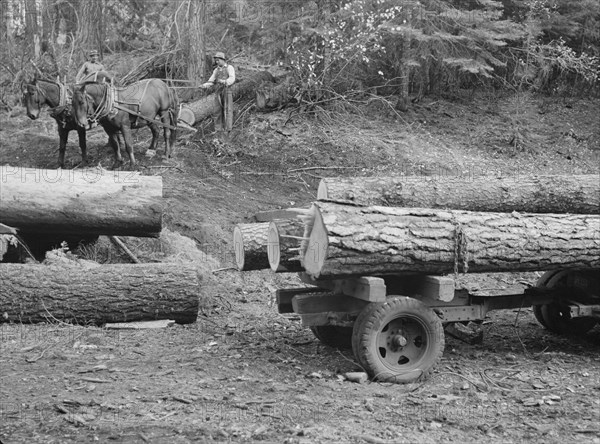 Members of Ola self-help sawmill co-op snaking a fir log down to the truck. Gem County, Idaho.