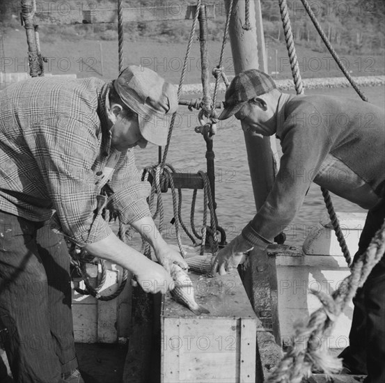 On board the fishing boat Alden, out of Glocester, Massachusetts. Fishermen cleaning mackerel.