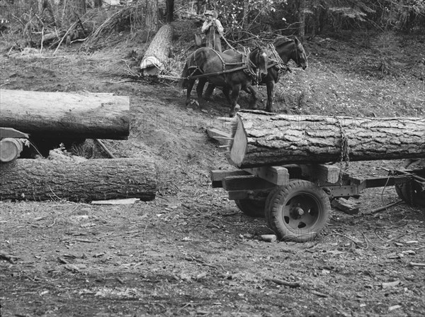 Members of Ola self-help sawmill co-op snaking a fir log down to the truck. Gem County, Idaho.