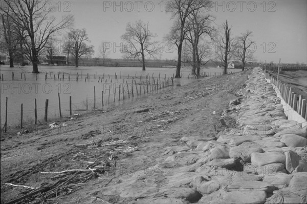 The Bessie Levee augmented with sand bags during the 1937 flood. Near Tiptonville, Tennessee.