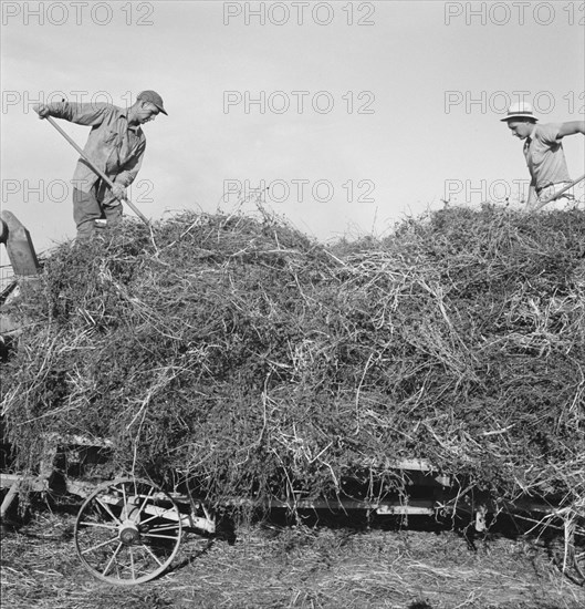 Threshing red clover for seed on older settler's ranch. Near Ontario, Malheur County, Oregon.