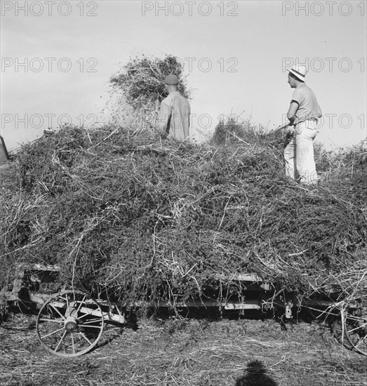 Threshing red clover for seed on older settler's ranch. Near Ontario, Malheur County, Oregon.