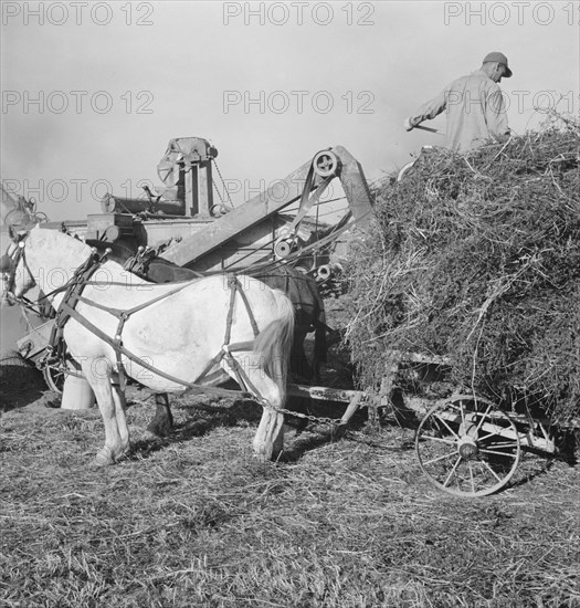 Threshing red clover for seed on older settler's ranch. Near Ontario, Malheur County, Oregon.