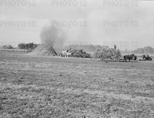 Threshing red clover for seed on older settler's ranch. Near Ontario, Malheur County, Oregon.