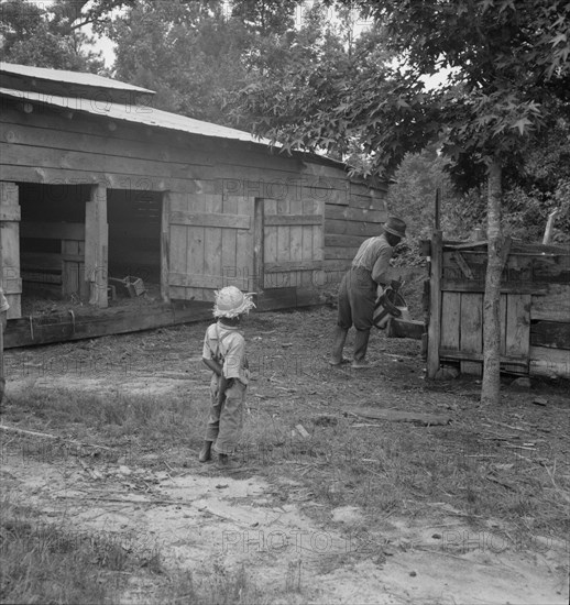 Noon time chores of Negro tenant farmer: feeding the pigs. Granville County, North Carolina.