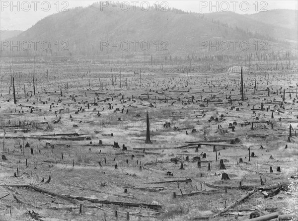 Priest River Valley, where many settlers grow hay between the stumps. Bonner County, Idaho.