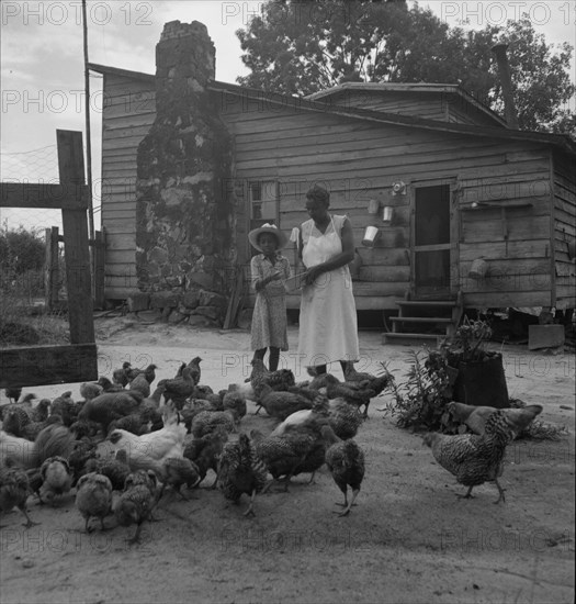 Noontime chores: feeding chickens on Negro tenant farm. Granville County, North Carolina.