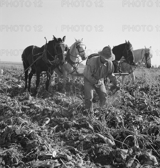 Topping sugar beets after lifter has loosened them. Near Ontario, Malheur County, Oregon.