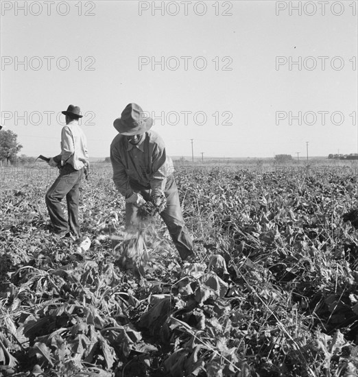 Topping sugar beets after lifter has loosened them. Near Ontario, Malheur County, Oregon.