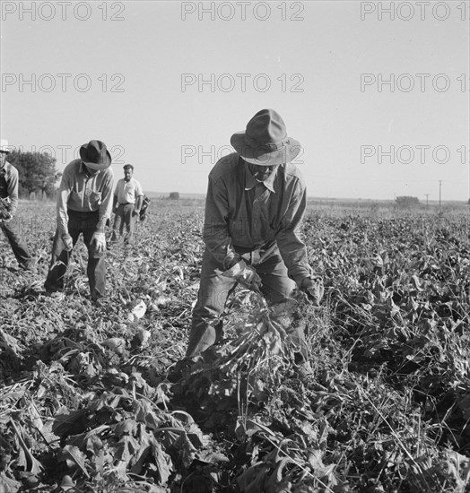 Topping sugar beets after lifter has loosened them. Near Ontario, Malheur County, Oregon.