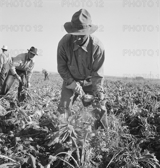 Topping sugar beets after lifter has loosened them. Near Ontario, Malheur County, Oregon.