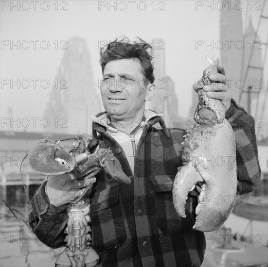 New York, New York. Dock stevedore at the Fulton fish market holding giant lobster claws.