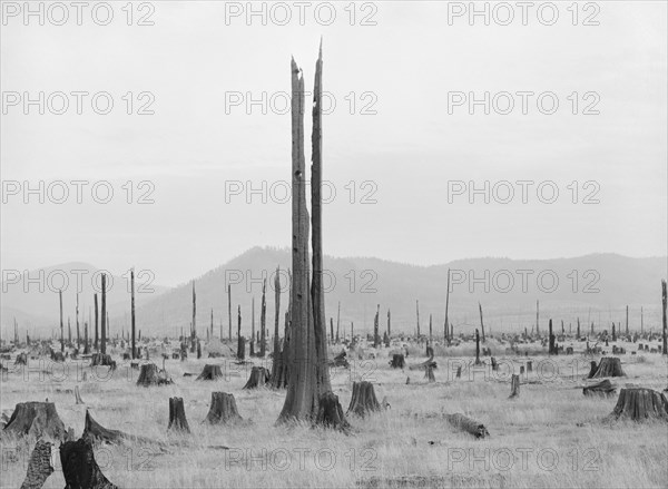 Shows character of land which new settlers are buying in the Priest River Valley, Idaho.