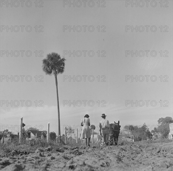 Daytona Beach, Florida. Bethune-Cookman College. Scene on the agricultural school farm.