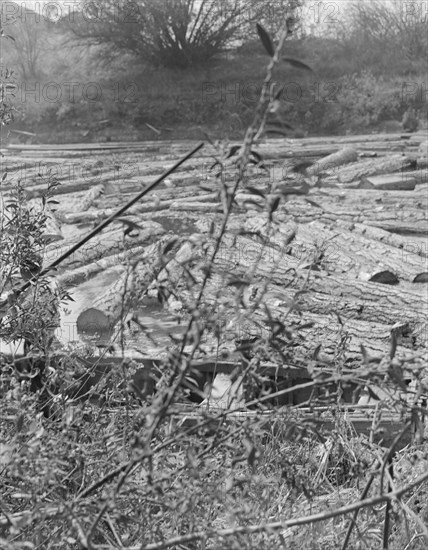 [Untitled, possibly related to: Logs at sawmill on Marys River near Corvallis, Oregon].