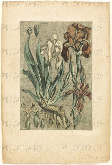 Iris Florentina, from Collection des plantes usuelles, curieuses, et étrangères, 1767.