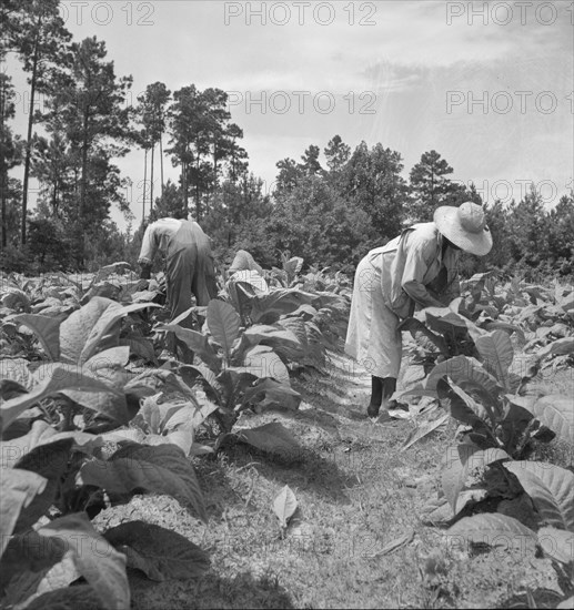 Negro tenants topping and suckering tobacco plants. Granville County, North Carolina.