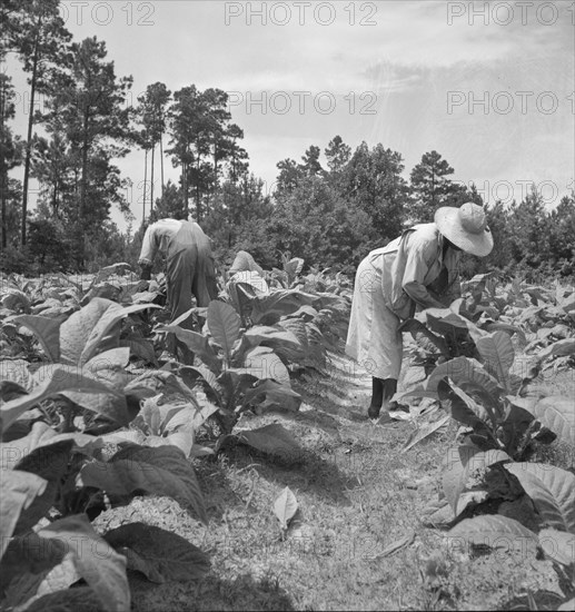 Negro tenants topping and suckering tobacco plants. Granville County, North Carolina.