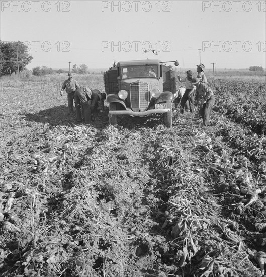 Ontario, Malheur County, Oregon. October 1939. Loading a truck in a sugar beet field.