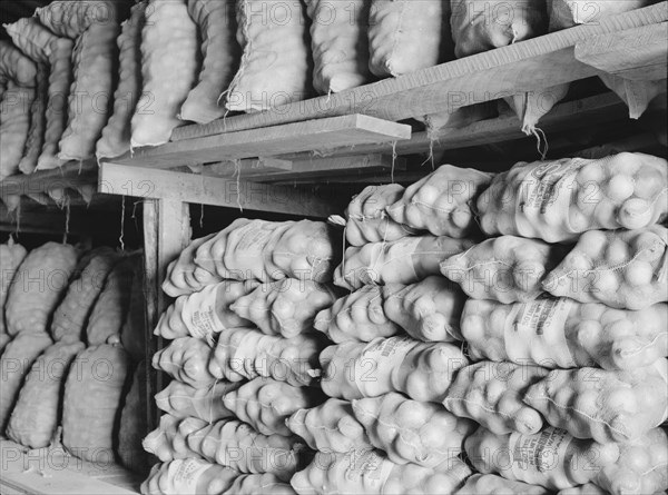 Fifty-pound bags of onions in storage shed, ready for market. Malheur County, Oregon.