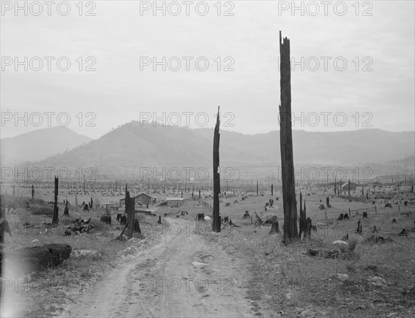 Landscape: stumps, sags, and stump farm in Priest River Valley. Bonner County, Idaho.