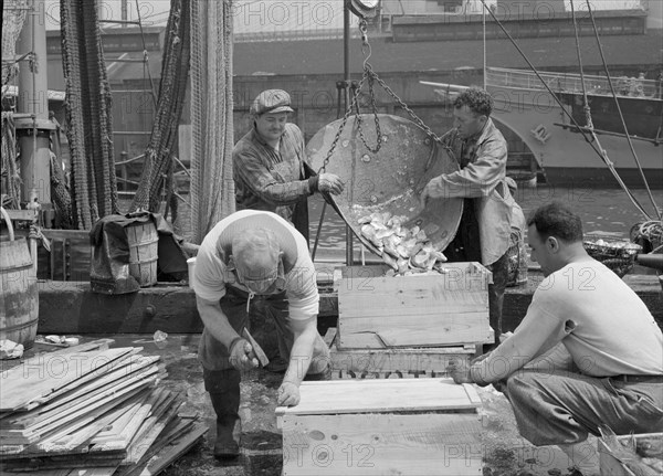 New York, New York. Dock stevedores packing and icing fish at the Fulton fish market.