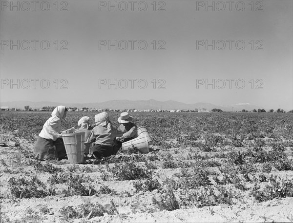 Lunchtime in the field. Camp in background. Near Calipatria, California. Pea fields.