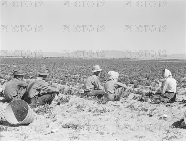 Lunchtime in the field. Camp in background. Near Calipatria, California. Pea fields.