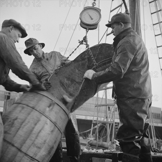 New York, New York. New England fishermen unloading fish at the Fulton fish market.