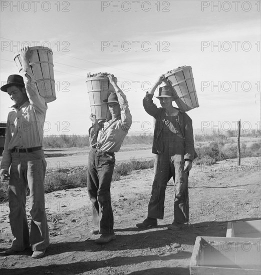 Pea pickers coming in from field to the weigh master. Imperial Valley, California.